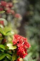 een groep van mooi rood bloemen, helder rood, de bloemen zijn veel en klein, omringd door groen bladeren, iedereen wie ziet hen zullen glimlach omdat ze zijn versteld staan foto