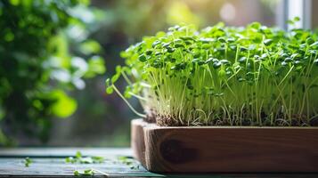 ai gegenereerd bloeiend houten pot van microgreens in zacht zonlicht. modern binnen- biologisch tuinieren concept. wazig achtergrond van weelderig groen planten. foto