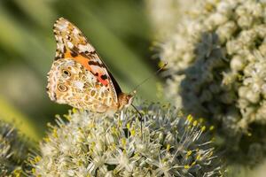 Europese Pauw vlinder aglais io. kopiëren ruimte.. foto