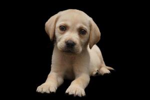 portret van een labrador retriever-hond op een geïsoleerde zwarte achtergrond. foto