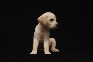 portret van een labrador retriever-hond op een geïsoleerde zwarte achtergrond. foto