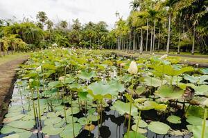 botanisch tuin in pamplemousse, mauritius.vijver in de botanisch tuin van Mauritius foto