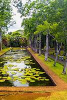 botanisch tuin Aan de paradijs eiland van Mauritius. mooi vijver met lelies. een eiland in de Indisch oceaan foto