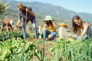 vrienden werken samen in een boerderij huis - gelukkig jong mensen oogsten vers groenten in de tuin huis - landbouw, gezond, vegetarisch levensstijl concept foto