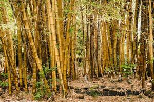 bamboe bomen groeit in een botanisch tuin Aan de eiland van Mauritius foto