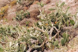 cactussen Aan de hellingen van rotsen Aan de eiland van tenerife.groot cactussen in de bergen.kanarie eilanden, Spanje foto