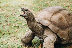 reusachtig schildpadden dipsochelys gigantea in een tropisch park Aan de eiland van Mauritius in de Indisch oceaan foto