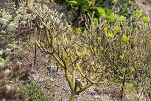 groen planten Aan de eiland van tenerife. kanarie eilanden, Spanje. foto