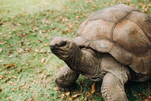 reusachtig schildpadden dipsochelys gigantea in een tropisch park Aan de eiland van Mauritius in de Indisch oceaan foto