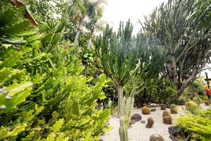 groot cactussen Aan de eiland van tenerife.kanarie eilanden, Spanje foto
