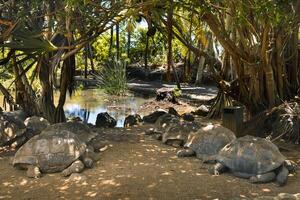 reusachtig schildpadden dipsochelys gigantea in een tropisch park Aan de eiland van Mauritius in de Indisch oceaan foto