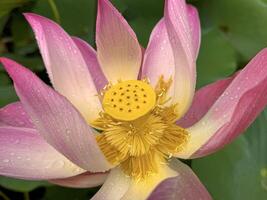 helder bloeiend roze water lotus bloem groeit tussen weelderig groen bladeren Aan kalmte vijver foto