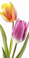 ai gegenereerd macro visie van tulp bloemen geïsoleerd Aan wit achtergrond foto