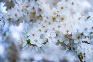 bloeiend fruit boom. wit kers bloesem bloem Aan een warm voorjaar dag foto