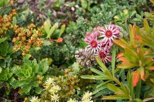 sempervivum montanum bloemen en hout wolfsmelk in de rots tuin foto