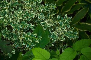 een mooi natuurlijk achtergrond van verschillend groen bladeren. zomer tijd foto