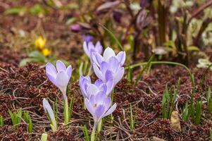 Purper krokus bloemen in de tuin. vroeg de lente. foto