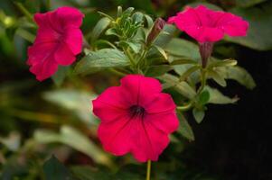 detailopname van roze petunia bloemen in natuur foto