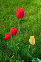 rood en geel tulpen Aan een achtergrond van groen gras in de tuin foto