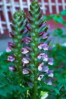 mooi Purper acanthus in de tuin detailopname. foto