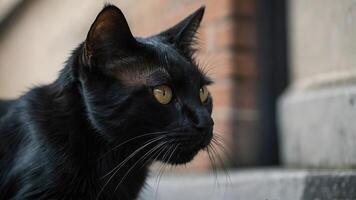 ai gegenereerd een detailopname foto vangt de intens blik van een zwart kat met opvallend geel ogen. de van katten vacht is strak en glimmend, en de focus verscherpt de details van haar gezicht