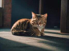 ai gegenereerd een sereen gestreept kat zit Aan een tapijt, badend in zacht zonlicht filteren door een kamer, haar doordringend blik Holding een mysterieus verleiden foto
