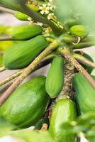 groen papaja fruit hangende Aan de boom. papaja plantage.papaja in de kanarie eilanden.tenerife foto