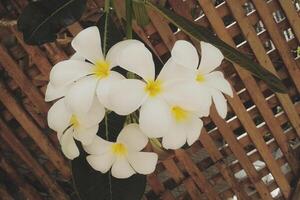 dichtbij omhoog wit plumeria Bij achtertuin foto