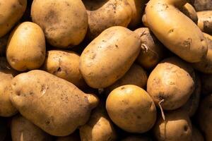 een veel van geoogst aardappelen aan het liegen in een stapel. herfst oogst foto