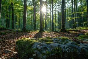 ai gegenereerd ochtend- in de Woud met zonnestralen voorbijgaan door de boom boomstammen foto