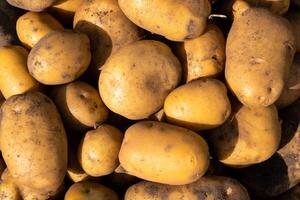 een veel van geoogst aardappelen aan het liegen in een stapel. herfst oogst foto