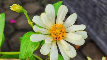 een wit bloem met geel centrum is in de tuin foto