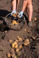 plukken aardappelen Aan de veld- handmatig. een Mens oogsten aardappelen Aan aarde foto