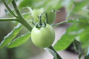 tomaten Aan een boom met dik groen bladeren met een wazig achtergrond foto