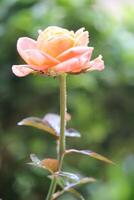 dichtbij omhoog van oranje roos met een wazig achtergrond foto