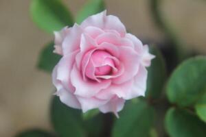 dichtbij omhoog van roze rozen met een wazig achtergrond foto