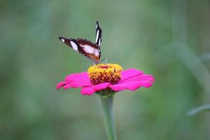 dichtbij omhoog van een zwart en wit vlinder zuigen honing sap van een roze papier bloem foto