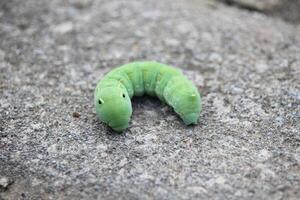 dichtbij omhoog van een groot groen rups- met schattig zwart vlekken Aan een wazig achtergrond foto