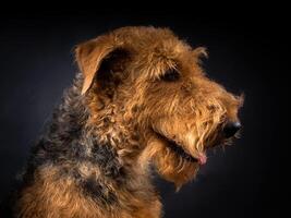 portret van een airedale terriër in detailopname. foto