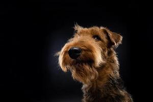 portret van een airedale terriër in detailopname. foto