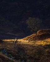 boom licht omhoog door de zon, Aan de bergen van glenfinnan, Schotland. foto