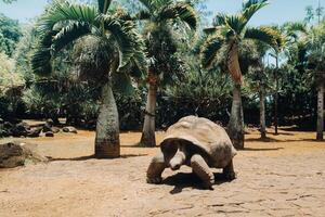 reusachtig schildpadden dipsochelys gigantea in een tropisch park Aan de eiland van Mauritius in de Indisch oceaan foto