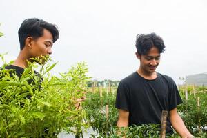 twee jong Aziatisch boeren zijn oogsten pepers in de tuin vervelend zwart t-shirts gedurende de dag foto