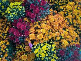 levendig kleuren van mooi bloemen net zo achtergrond foto