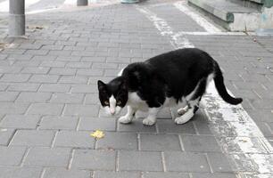 verdwaald en verdwaald kat Aan de straat in tel levend. foto