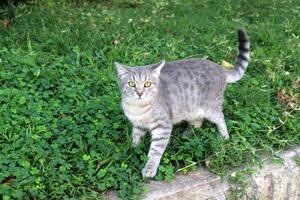 verdwaald en verdwaald kat Aan de straat in tel levend. foto