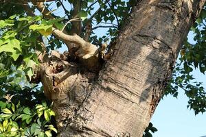 textuur van hout en boomschors. foto