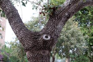 textuur van hout en boomschors. foto