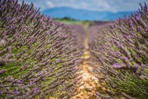 lavendel velden in de buurt valensole in Provence, Frankrijk. rijen van Purper bloemen. bekend, populair bestemming en plaats voor toeristen voor maken vakanties in zomer foto