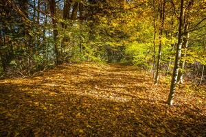 herfst Woud landschap-geel herfst bomen en gedaald herfst bladeren. foto